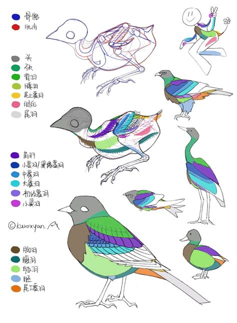 鸟 画|【鸟类绘画教程】九张图教你理解小鸟结构